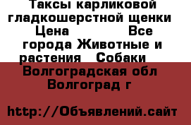 Таксы карликовой гладкошерстной щенки › Цена ­ 20 000 - Все города Животные и растения » Собаки   . Волгоградская обл.,Волгоград г.